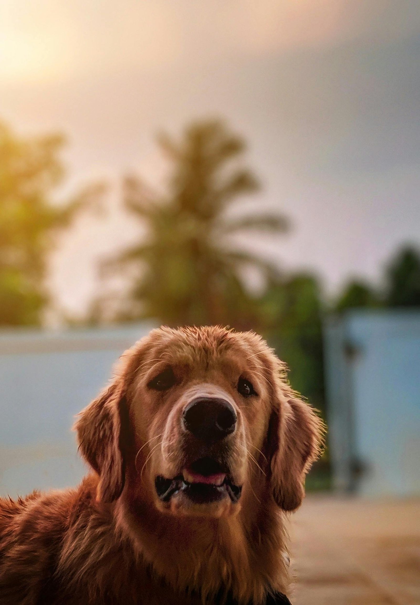 pexels-mithulvarshan-2318990 pexels-mithulvarshan-2318990